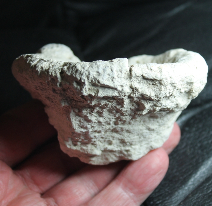 Fossil sponge Aretotragos costatum