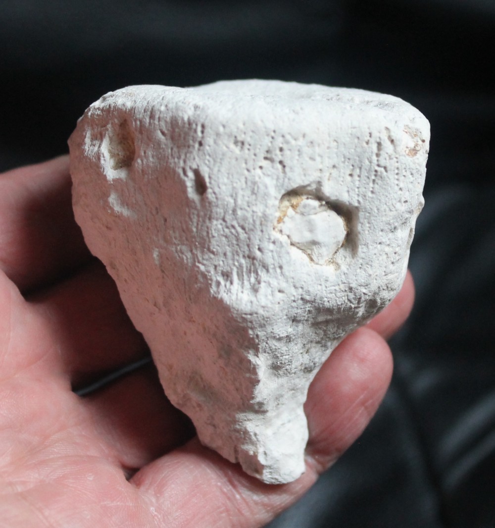 Cnemidiastrum pluristellatum