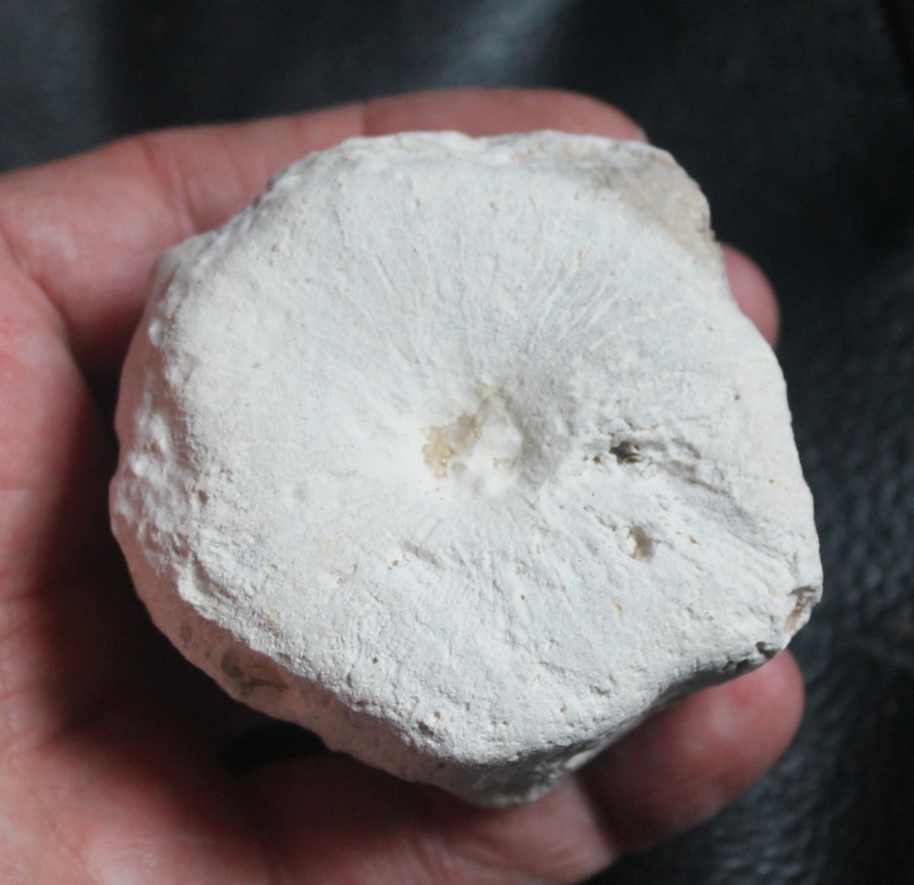 Fossil sponge, Cnemidiastrum pluristellatum