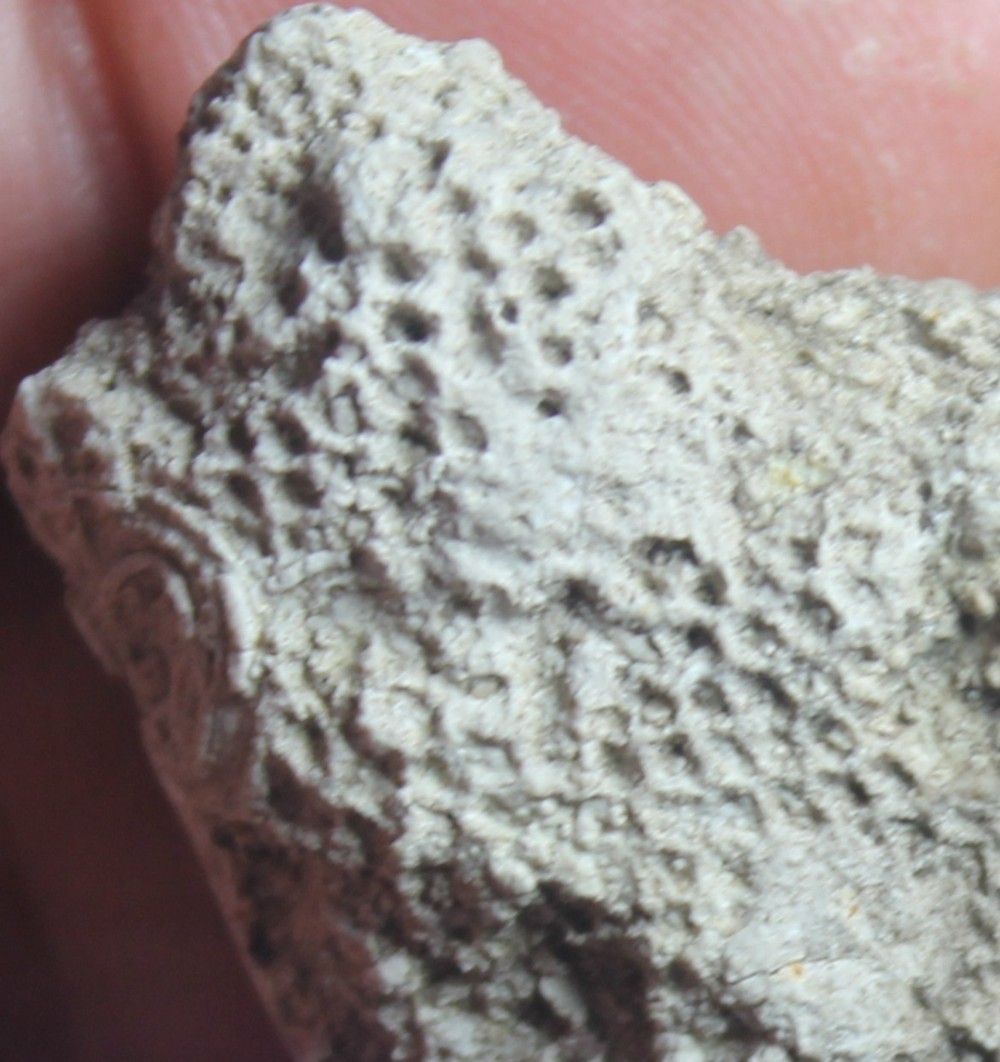 Xenoschrammenum alternans, fossil sponge