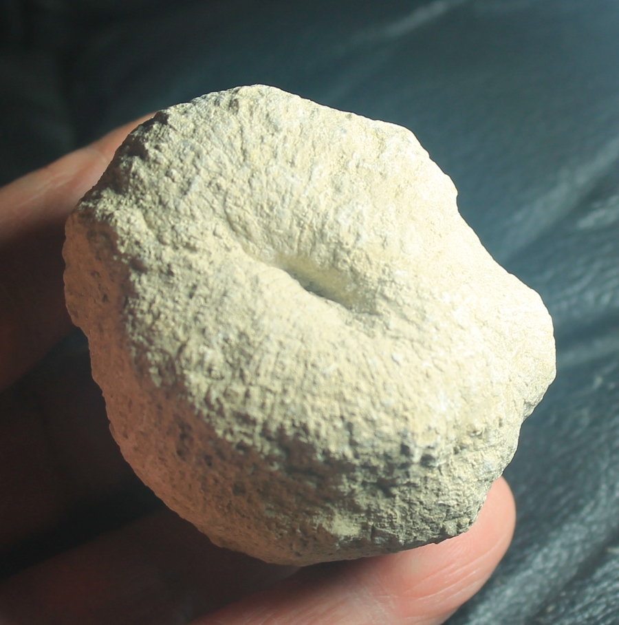 Cnemidiastrum goldfussi
