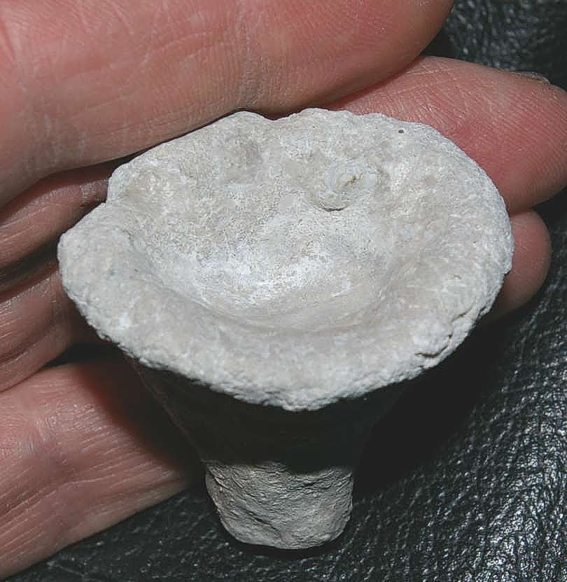 Oxfordian sponge.jpg