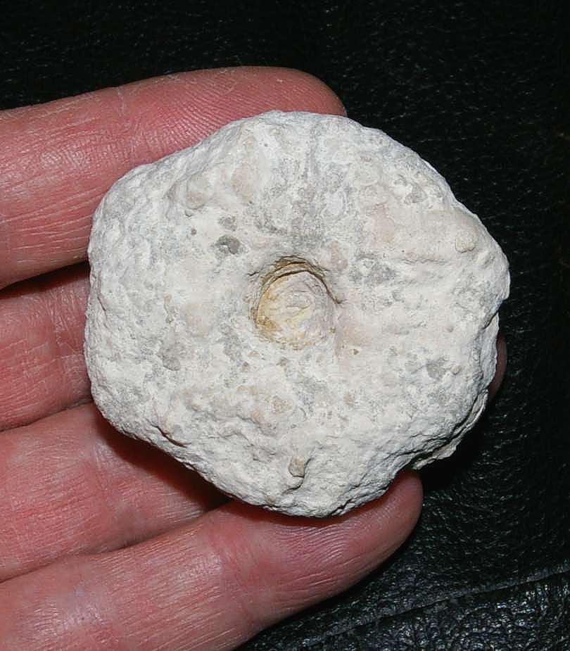 Aretotragos papillosum.jpg