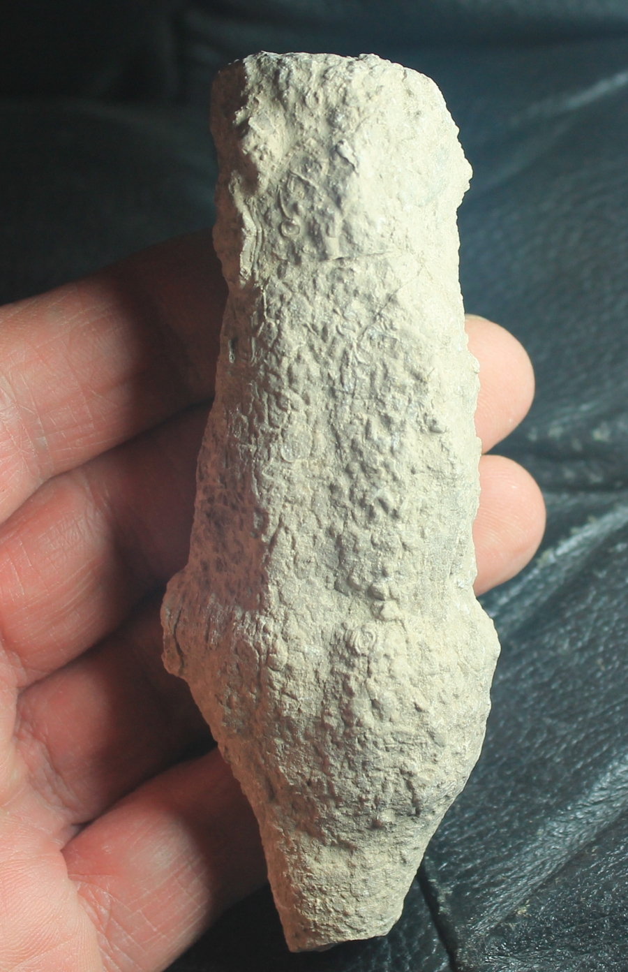Cnemidiastrum stellatum