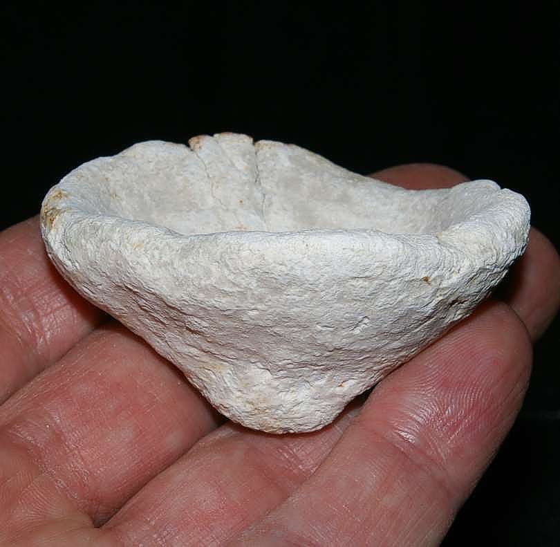 Platychonia cuspidata