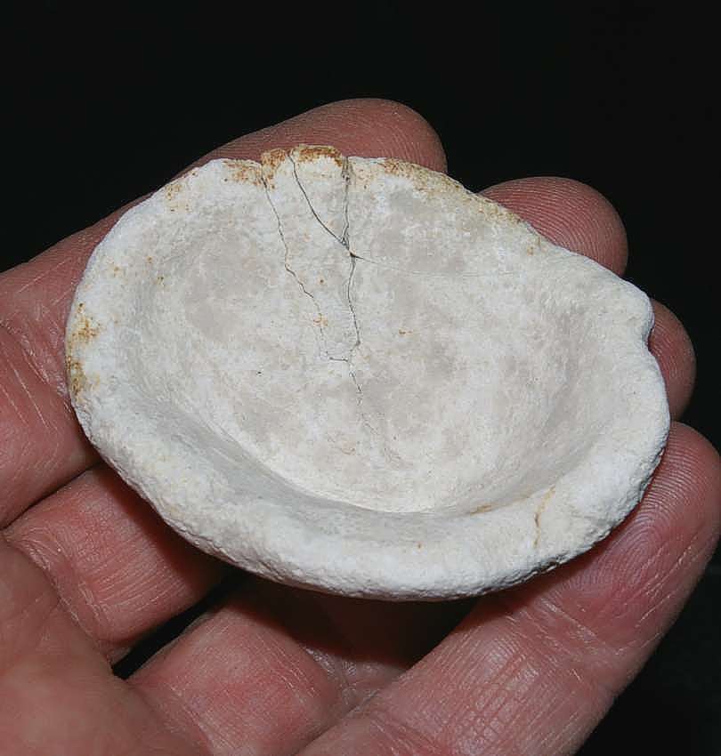 fossil sponge Platychonia cuspidata