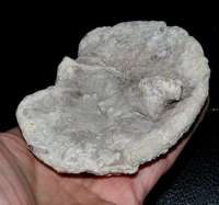fossil sponge