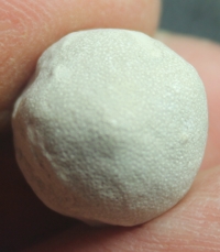 fossil sponge