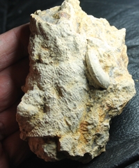 Fossil Sponge, Sphenaulax sylvii