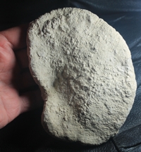 fossil sponge