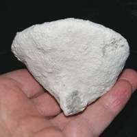fossil sponge