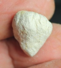 Fossil sponge, Cytoracea variabilis