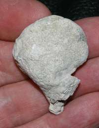 fossil sponge