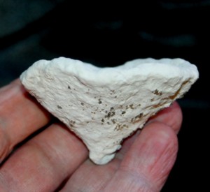 Fossil Sponge, Platychonia schlotheimi