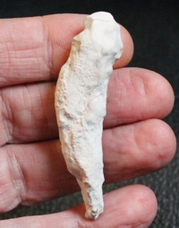 Fossil Sponge, Reiswigia jurassica