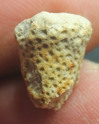 fossil sponge