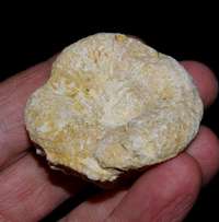 Fossil Sponge