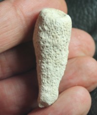 fossils sponges, Ordinatus texturatus 