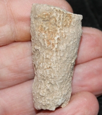 Fossil Sponge, Sphenaulax sylvii