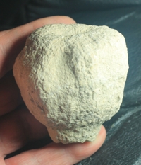 Cnemidiastrum goldfussi
