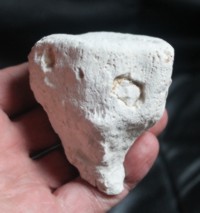 Cnemidiastrum pluristellatum, Fossil Sponge