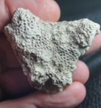 Xenoschrammenum alternans, Fossil Sponge