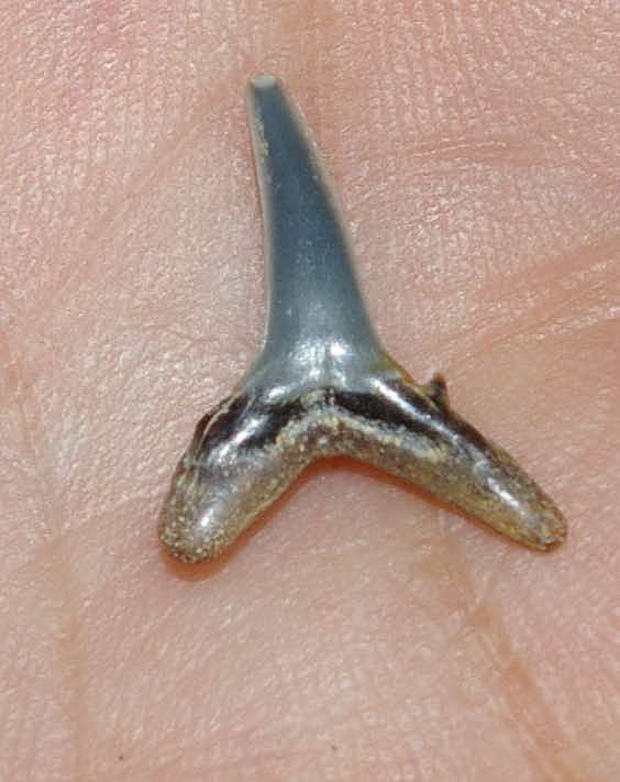 Odontaspis vorax