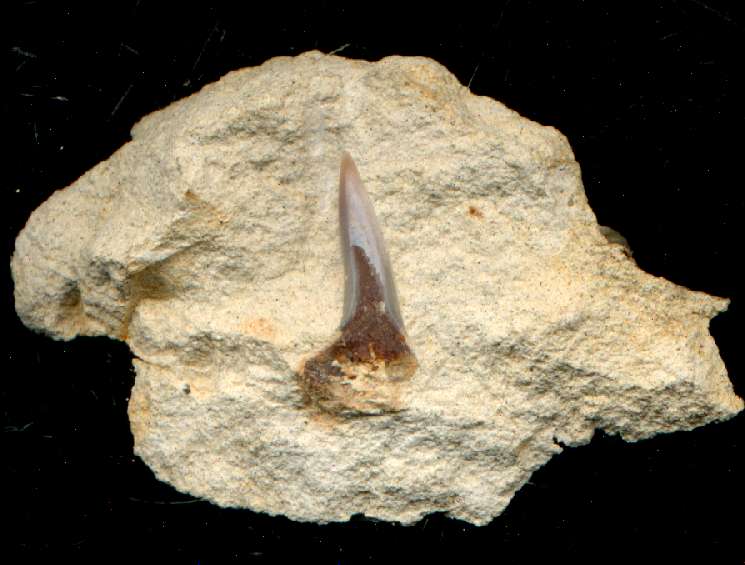 Shark tooth