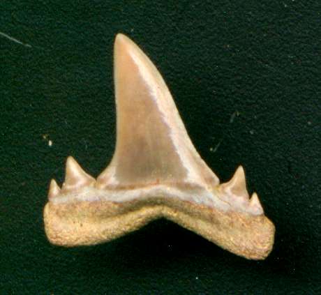 Brachycarcharias lerichei