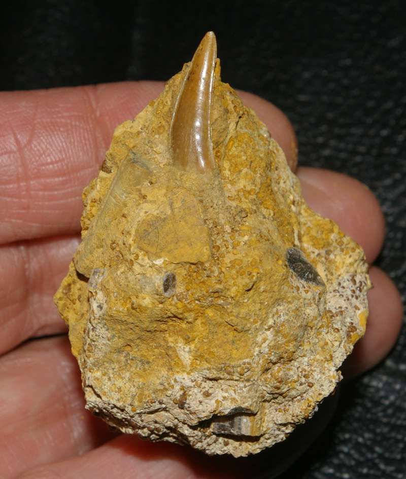 Shark tooth