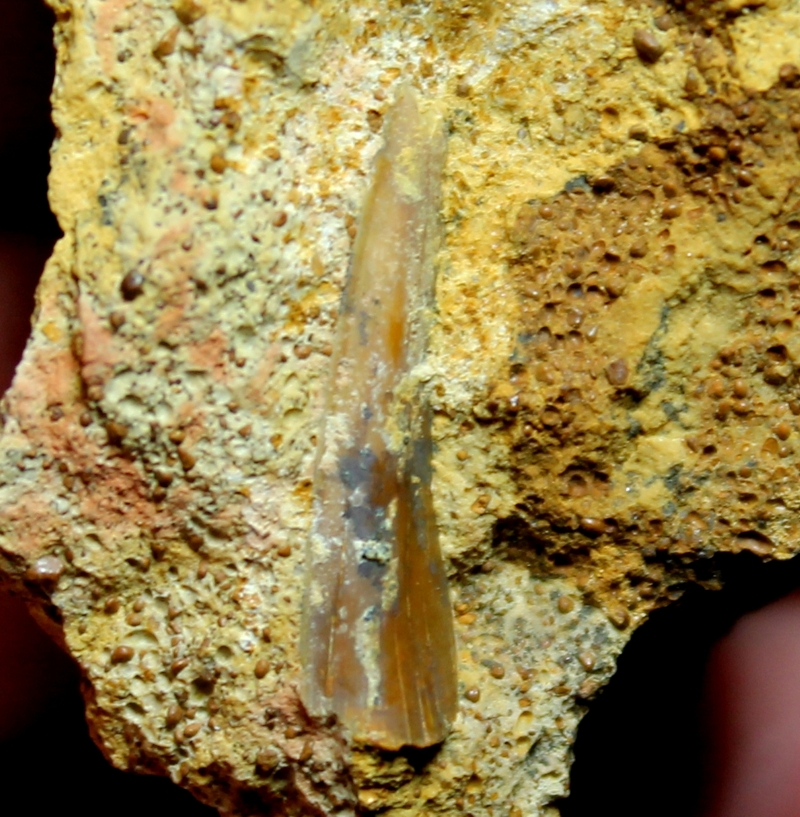 Fossil Shark tooth
