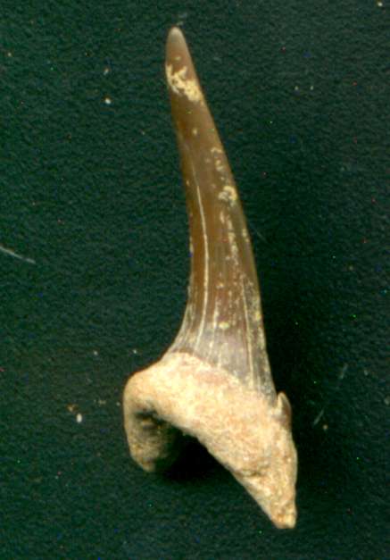 Striatolamia macrota