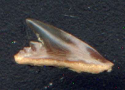 Shark tooth