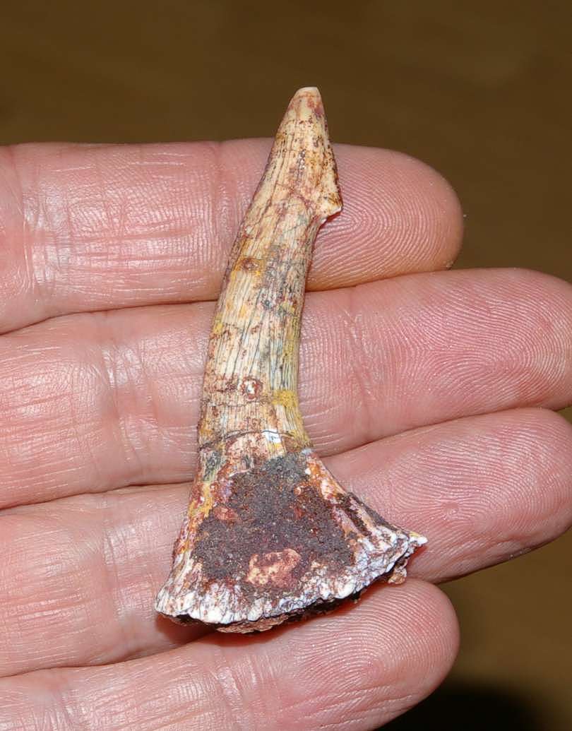 Onchopristis numidus