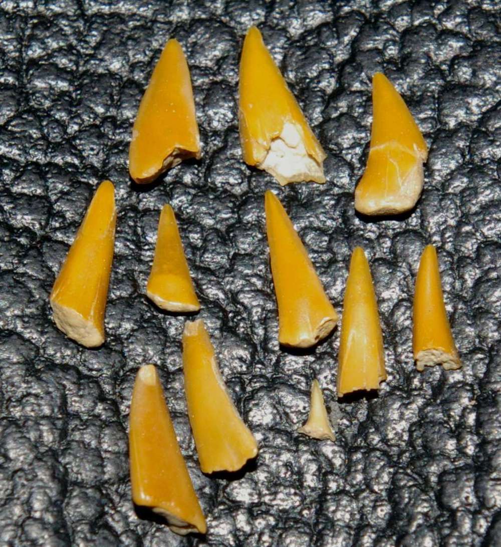 Cretaceous, Cenomanian fossils shark teeth