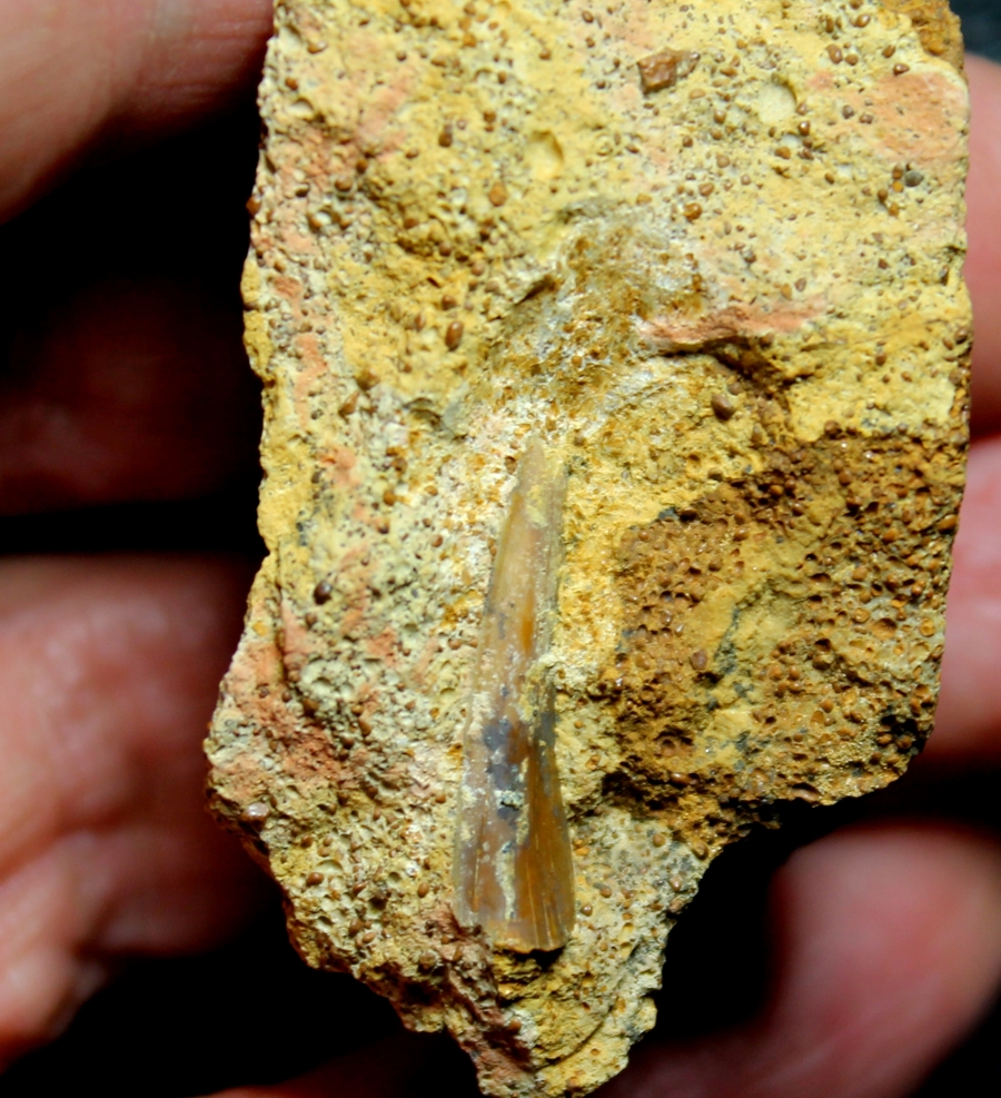Fossil Shark tooth