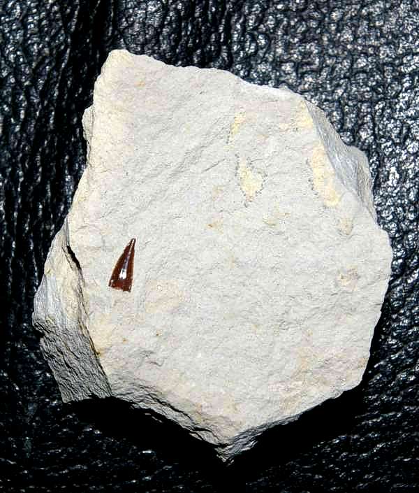 Campanian Shark teeth