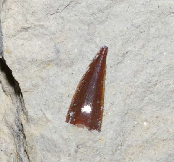 Fossil Shark tooth