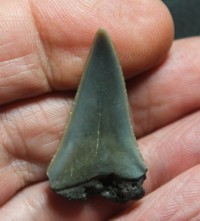  Isurus hastalis