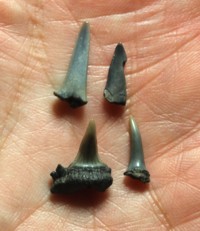  Fossil shark tooth