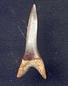  Fossil shark tooth