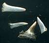  Fossil shark tooth