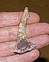  fossil shark tooth