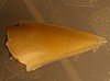  Fossil Shark teeth
