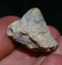  fossils shark teeth