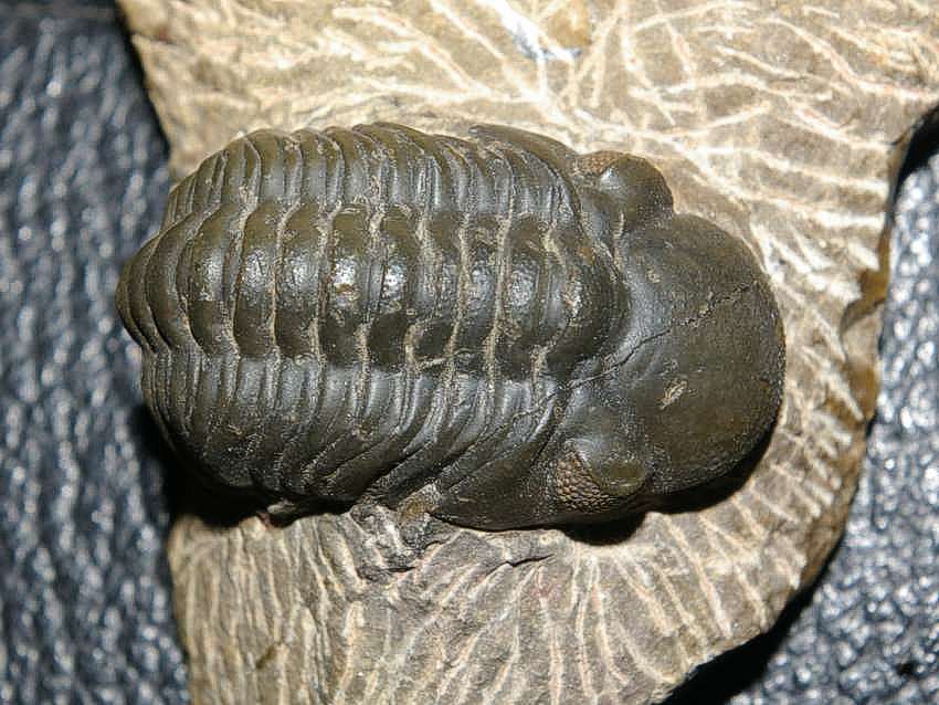 Devonian trilobite