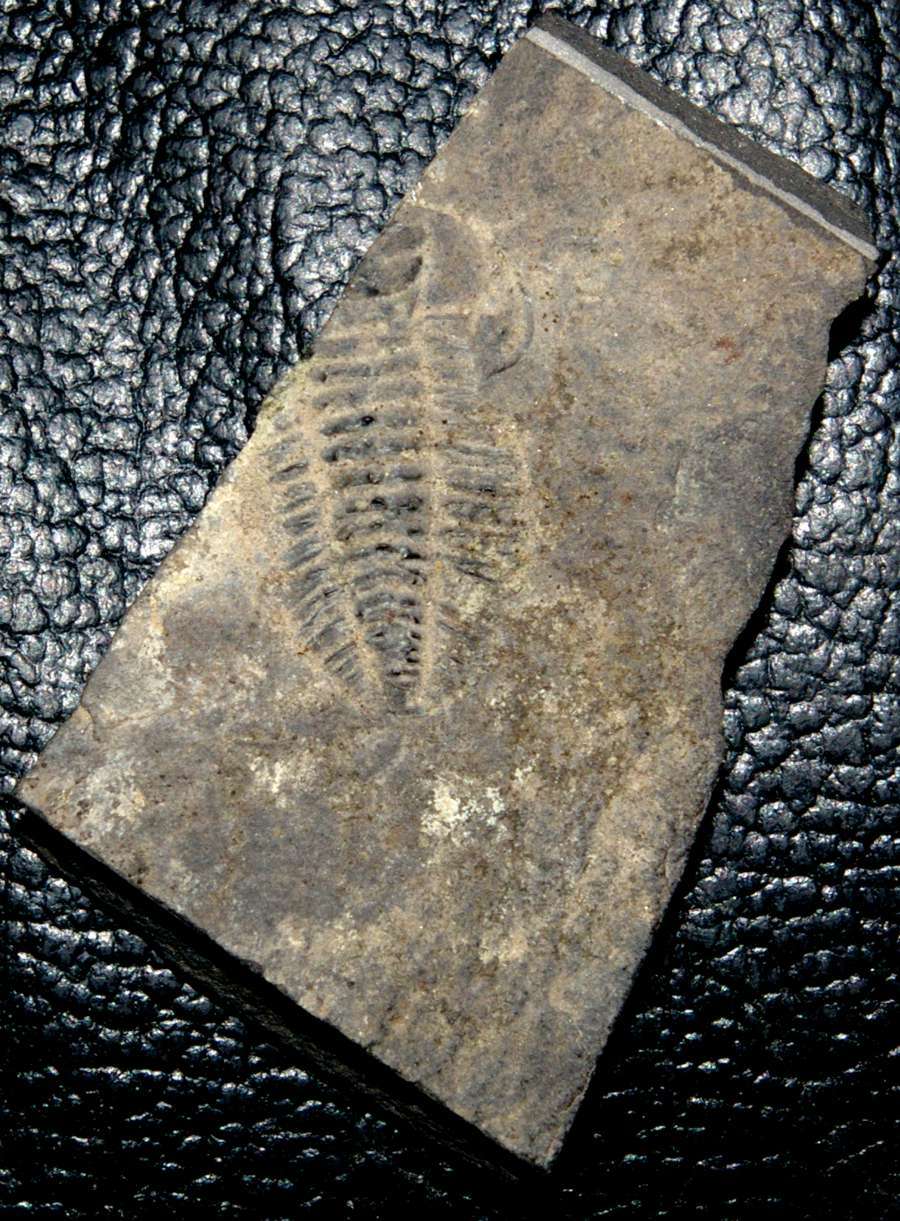 Triarthus eatoni