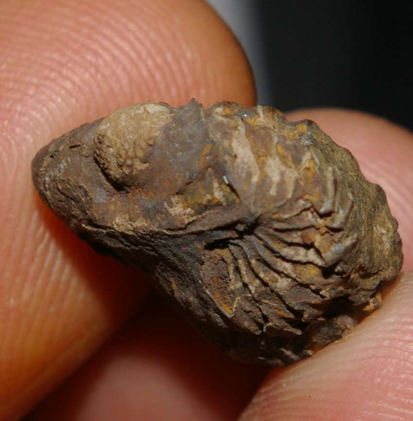 Geesops sparsinodosus gallicus