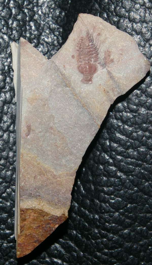 Zacanthoides