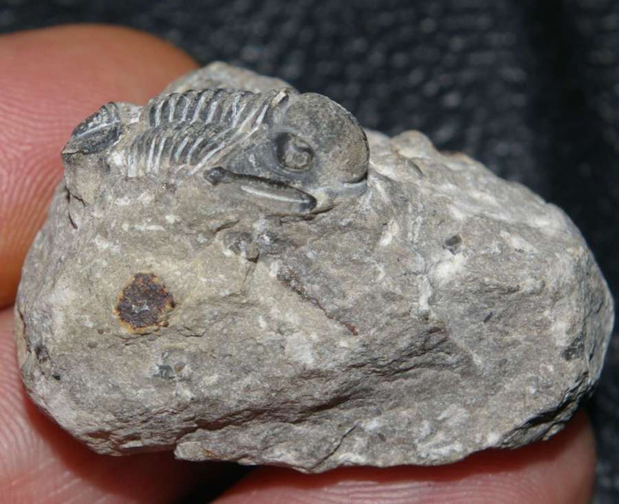 trilobite